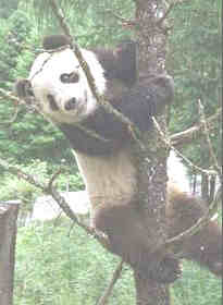 Tian Tian