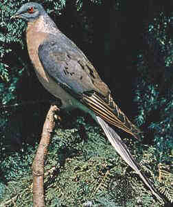 passenfer pigeon