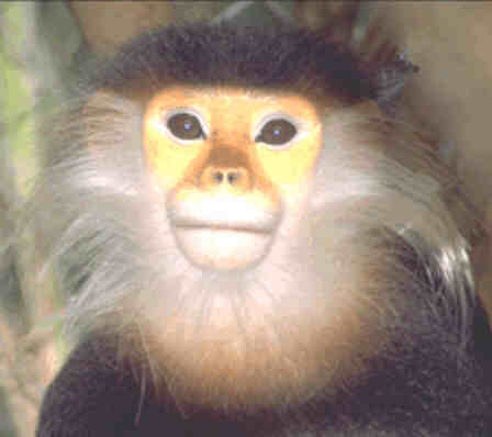 douc langur